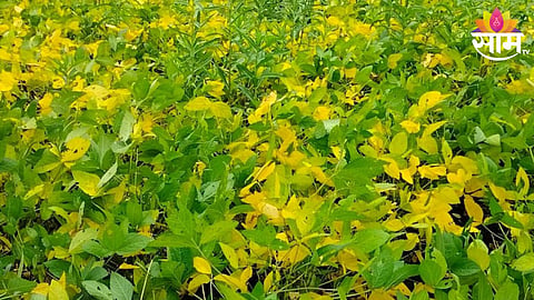 Soyabean Crop