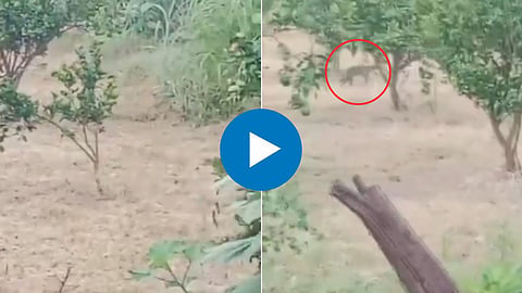 Viral Video