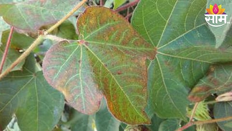Cotton Crop