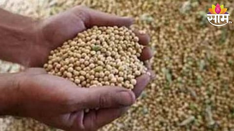 Soyabean Price