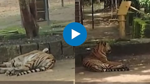 Shocking Video 