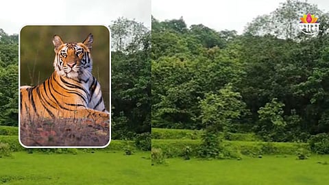  सावधान! महाडच्या जंगलात वाघांचा वावर? गुराख्यांनी ऐकल्या धडकी भरवणाऱ्या डरकाळ्या; वन विभागाकडून सर्व्हेची गरज