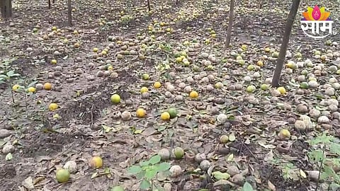Orange Farm