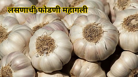 Garlic Price Today