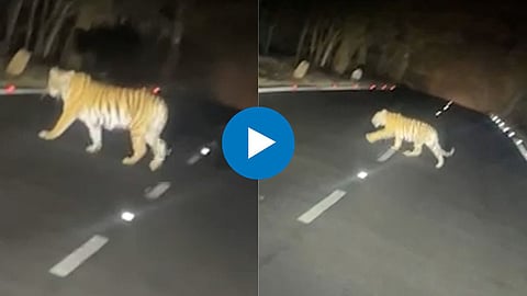 जुन्नरच्या रस्त्यावर पट्टेरी वाघ? काय आहे धडकी भरवणाऱ्या व्हायरल व्हिडिओ मागचं सत्य, वाचा 