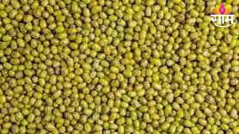 Mung Price