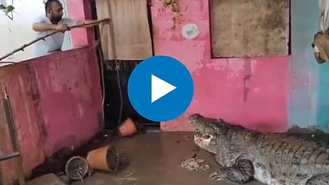 Gujarat Vadodara Crocodile Viral Video