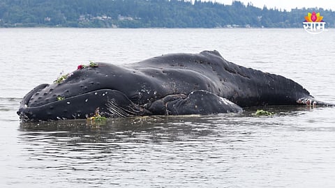 Whale Fish Dead: १५ फूट लांब अन् तब्बल १५०० किलो वजन, वरसोली समुद्रकिनारी आढळला मृत व्हेल मासा; बघ्यांची उसळली गर्दी! 