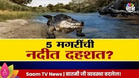 भयंकर! गावागावात नदीत झुंडीने फिरून हल्ला करणाऱ्या मगरींची दहशत, व्हायरल व्हिडिओ मागचं सत्य काय? VIDEO 