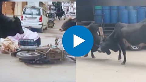 Shocking Video