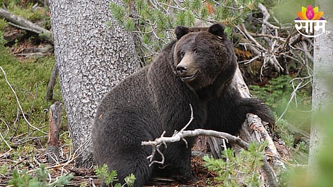 Bear Attack