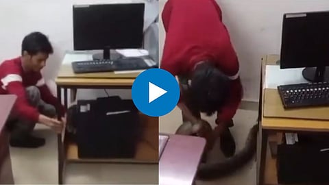 Snake Viral Video