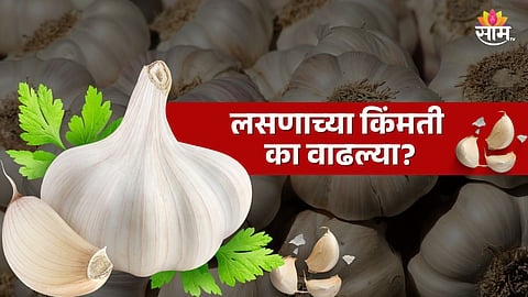 सणासुदीच्या काळात स्वयंपाक घरातील फोडणी महागली; लसूण ४०० पार, कधीपर्यंत हीच किंमत राहणार?  