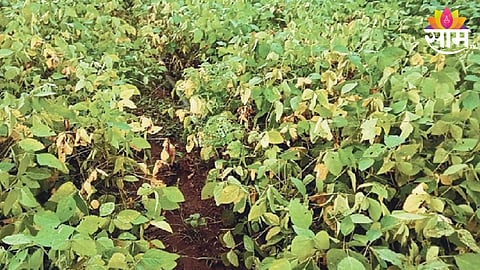Soyabean Crop