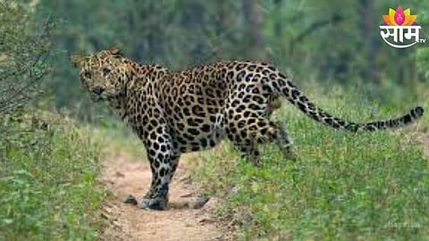 Leopard Attack