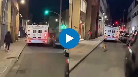 Dog Viral Video
