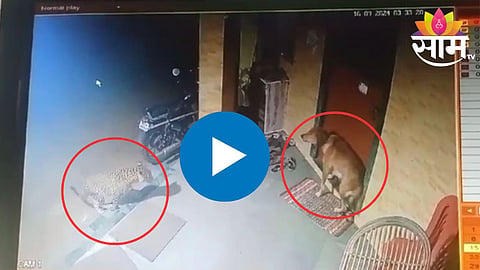 बिबट्याने कुत्र्यावर हल्ला केल्याची घटना