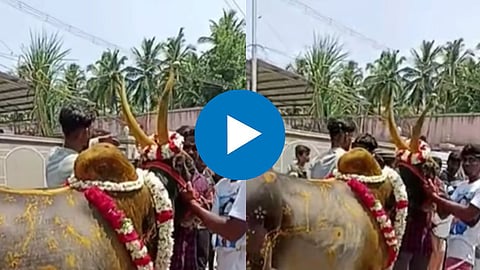Viral Video: