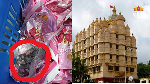Siddhivinayak Prasad: तिरूपतीनंतर आता सिद्धिविनायकाच्या प्रसादावरून वाद, लाडूच्या ट्रेमध्ये आढळली उंदराची पिल्ले;  धक्कादायक VIDEO