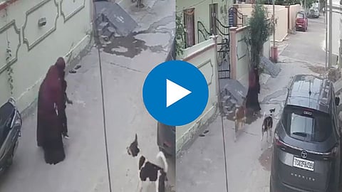 Stray Dog Attack