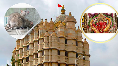 Siddhivinayak: सिद्धिविनायकाच्या प्रसादात उंदीर? किळसवाण्या व्हायरल व्हिडीओनं खळबळ 