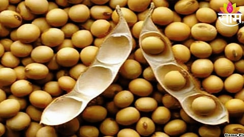Soyabean Price