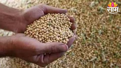 Soyabean Price