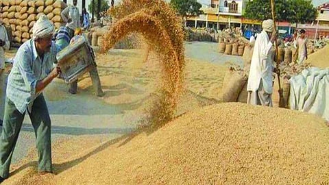 Modi Government Decision: सरकारची शेतकऱ्यांना दिवाळी भेट, मोहरी आणि गव्हाच्या MSPमध्ये भरघोस वाढ 