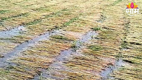 Thane Rain