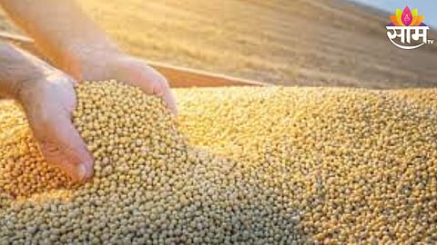 Soyabean