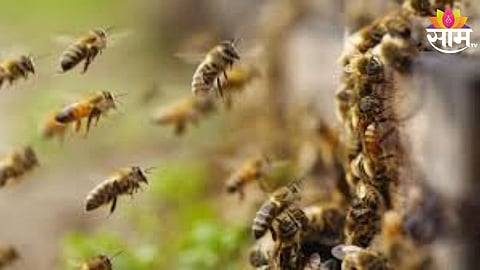 Bee Attack