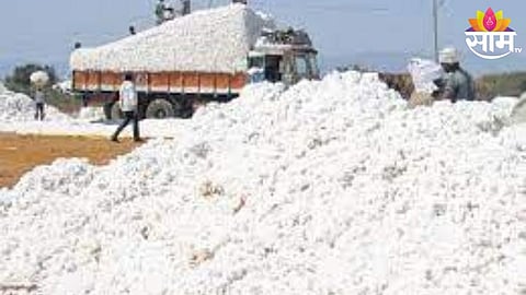 Cotton Price