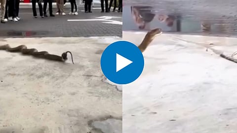 Shocking Snake Video