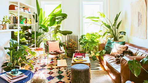 House Plants