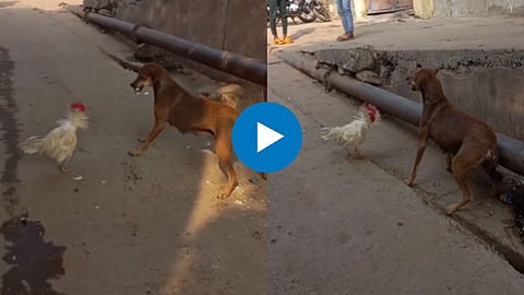 Funny Viral Video