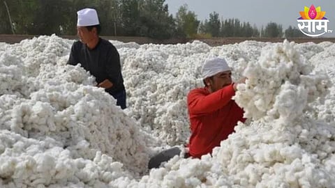 Cotton Price