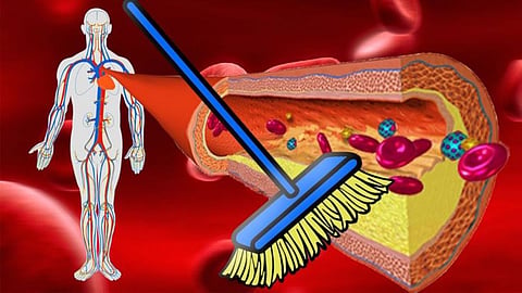blood and blood vessels