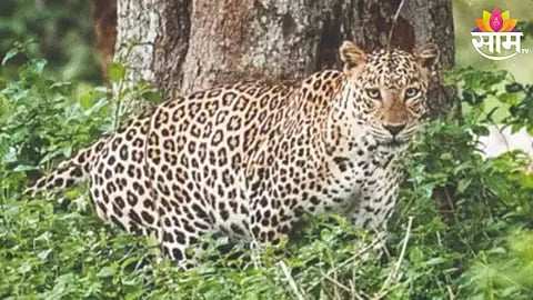 Leopard Attack