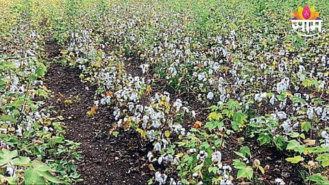 Cotton 