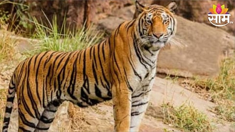 Tiger Attack