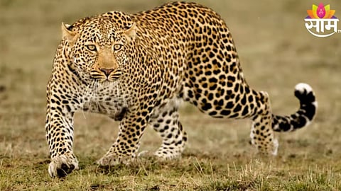 Leopard Attack