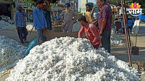 Cotton Price