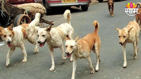 Dog Bite