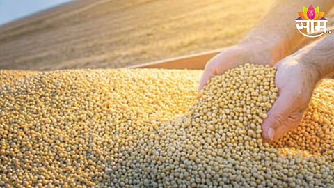Soyabean 
