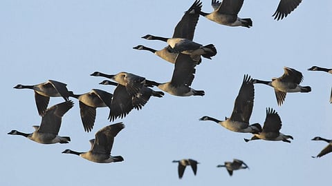 Birds Migaration