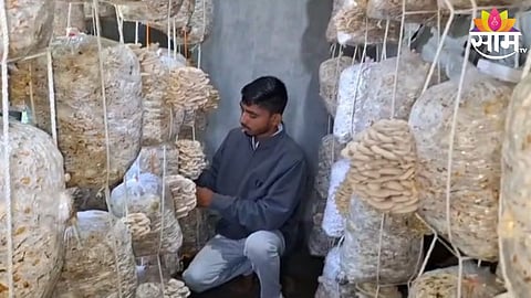 Mashroom Farming