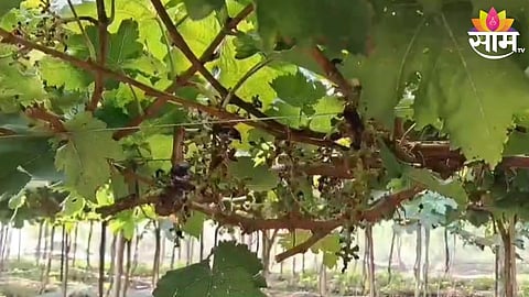 Grapes Farm
