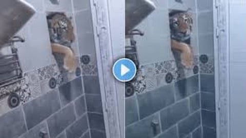 Tiger viral video