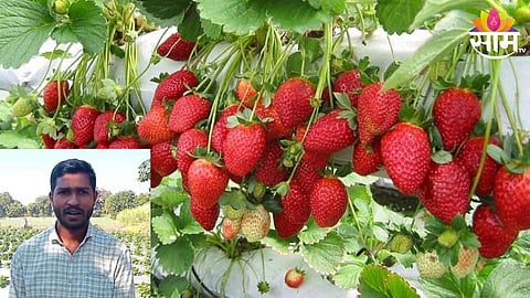 Strawberry Farming