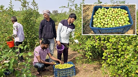 Success Story Of Farmer